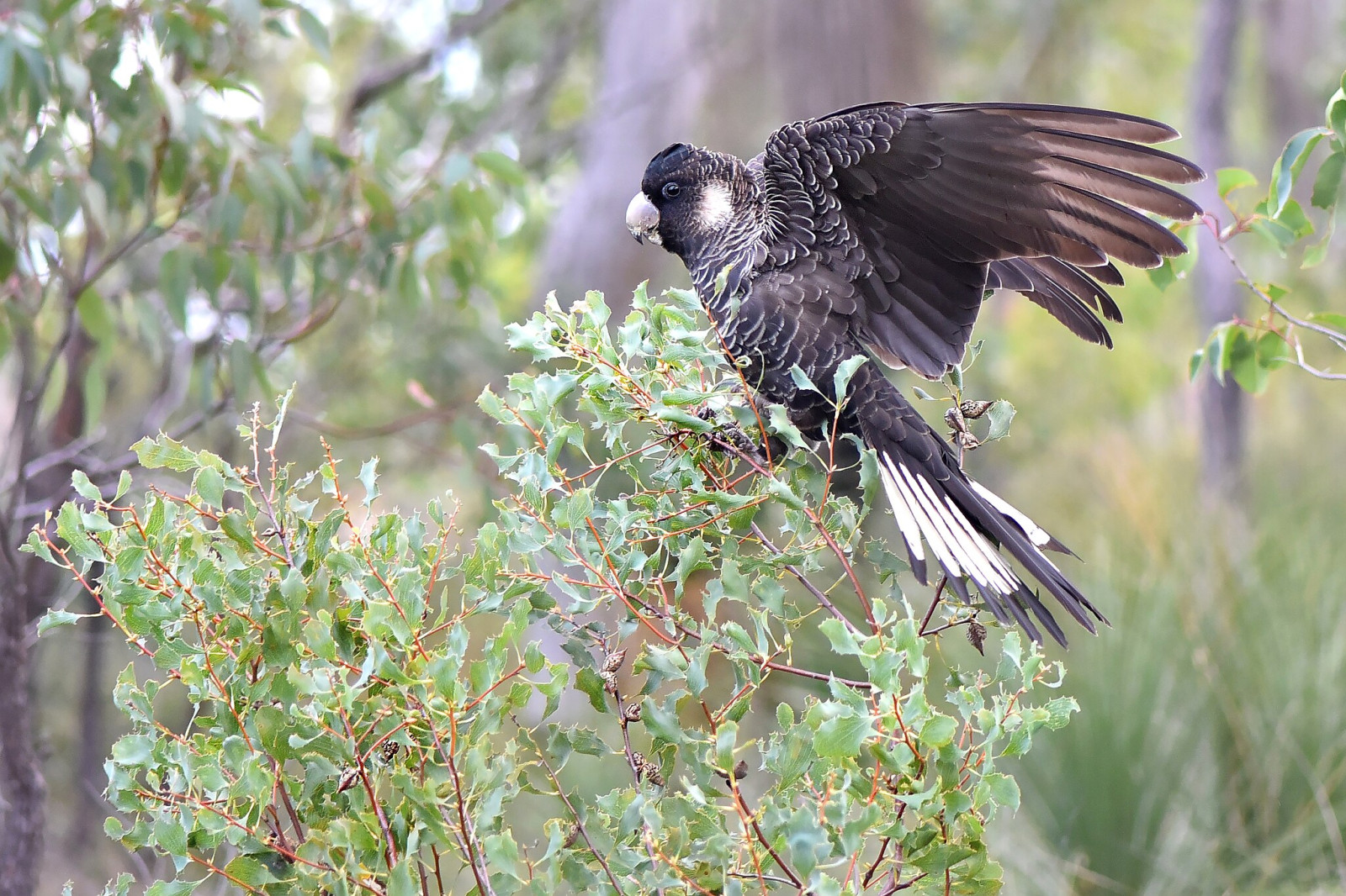 image Carnaby's Black-Cockatoo